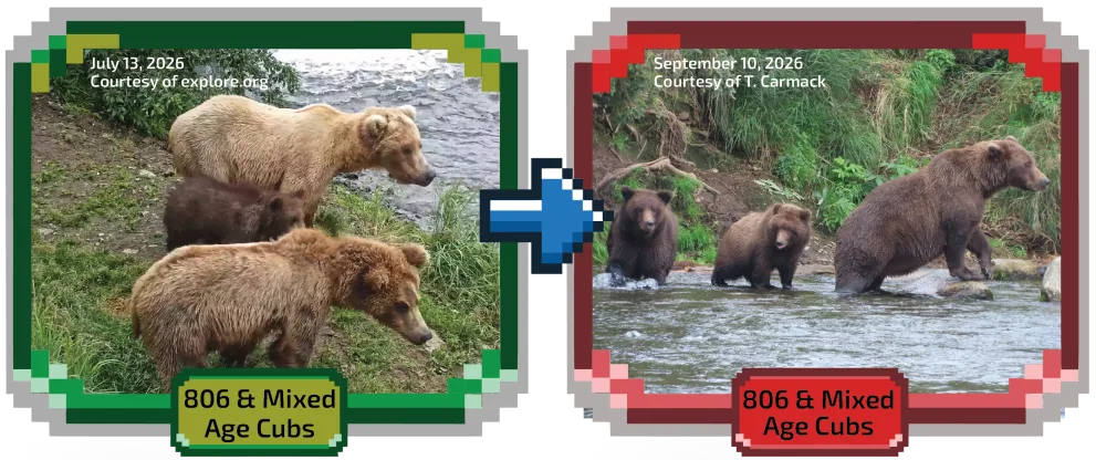 806 & Mixed Age Cubs, photographed in July and again in September